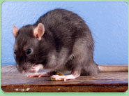 rat control Little Lever